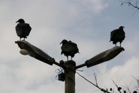 Drei Geier auf der Laterne